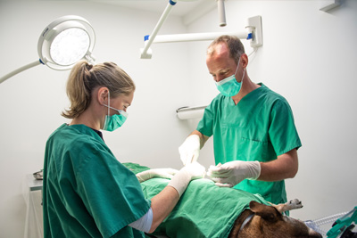 Chirurgie - Tierarzt Bonitz